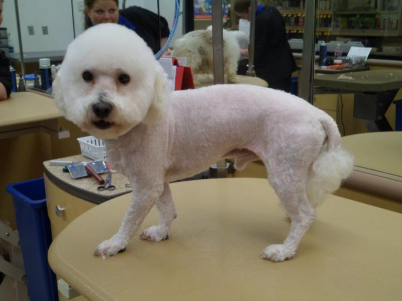 Southern Styles Dog Grooming LLC